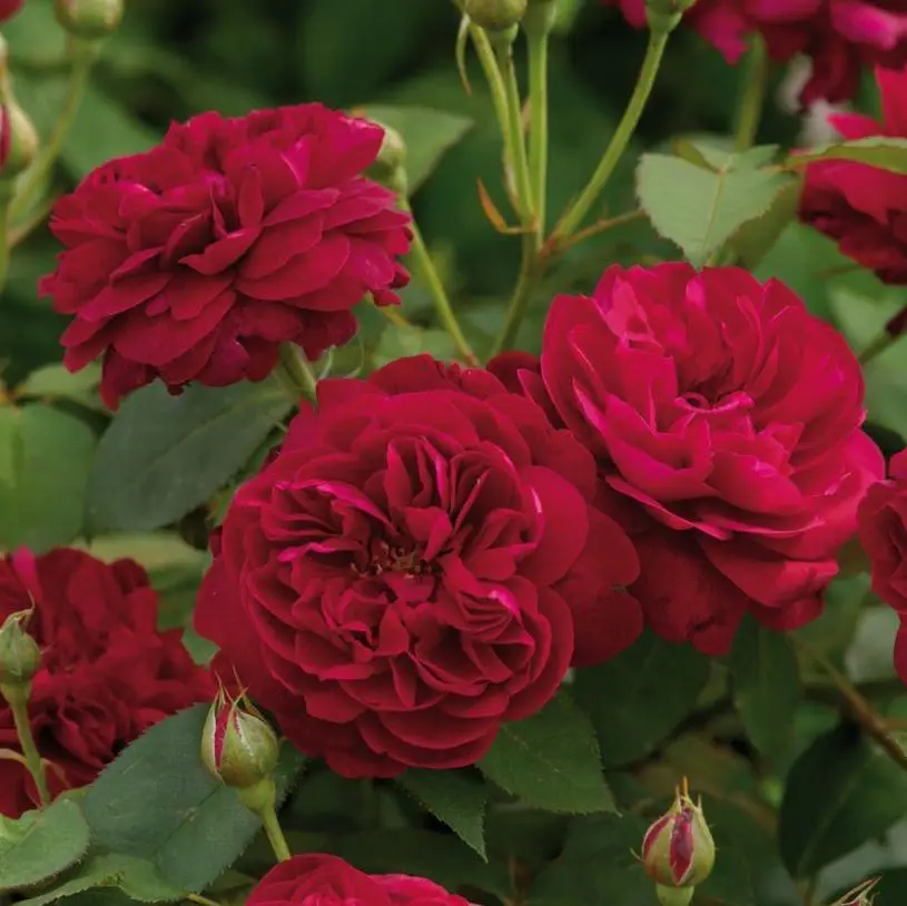 burgundy flowers of Darcy Bussell David Austin Rose Bush Plant