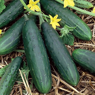 Dasher Cucumber
