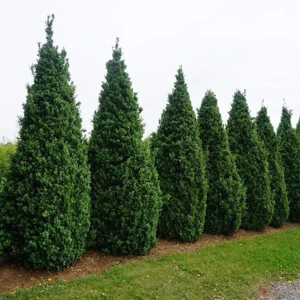 pyramidal Green Foliage of Dee Runk Boxwood plant