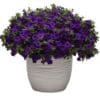 Calibrachoa Uno Dark Blue