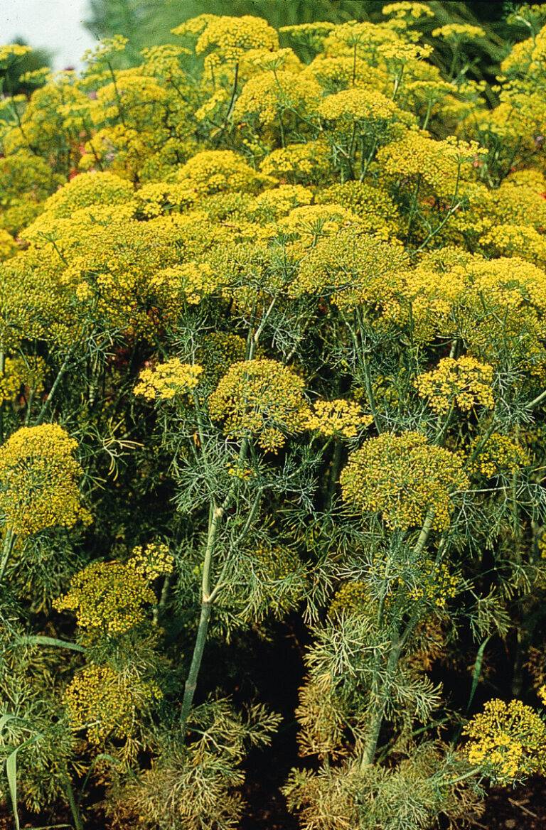 Dill 3