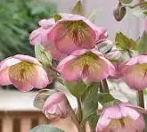 Dorothy's Dawn Hellebores