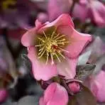 Hellebores Dorothy's Dawn