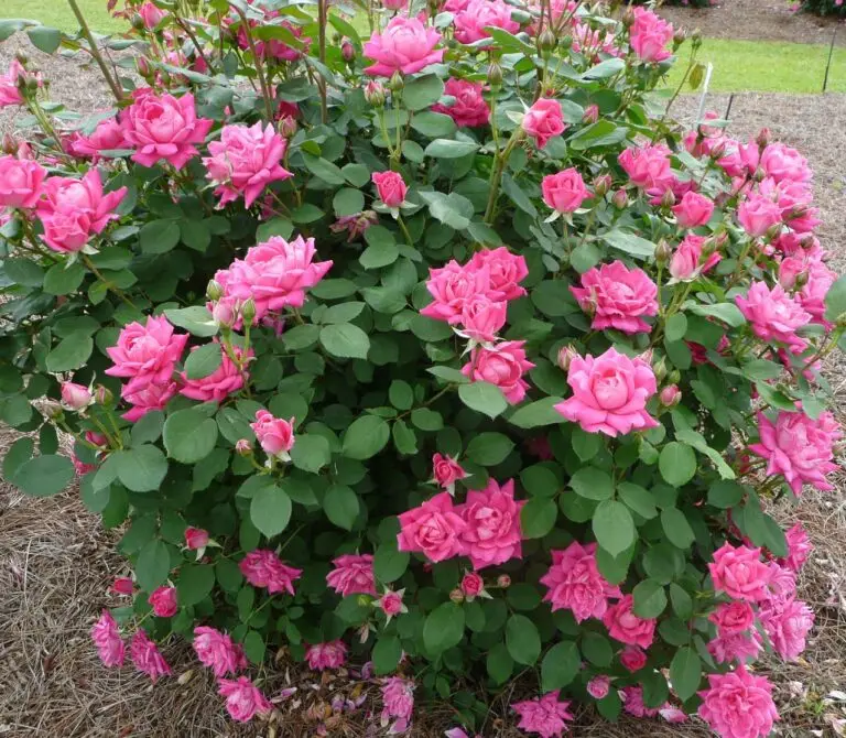 Double Pink Knock Out Rose