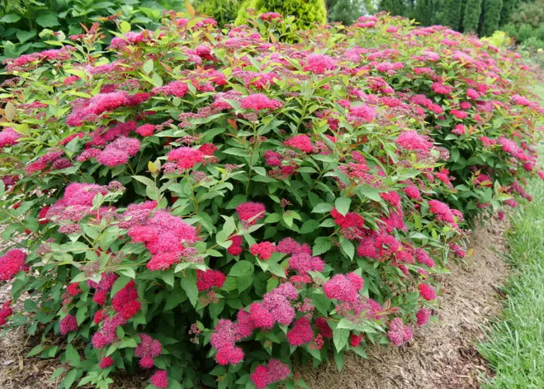 Double Play Doozie Spirea