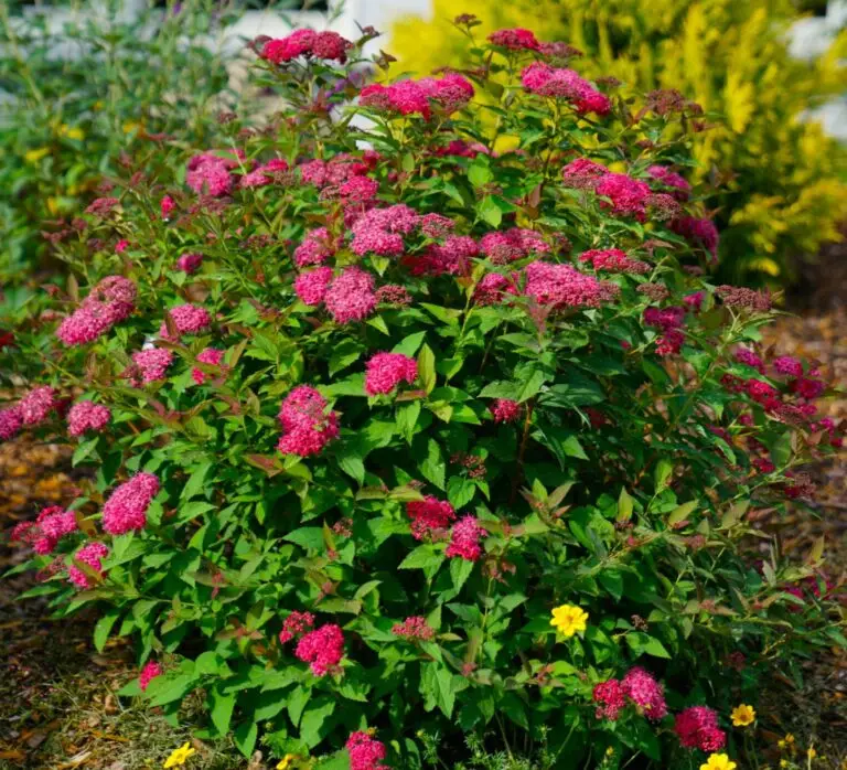 Double Play Doozie Spirea