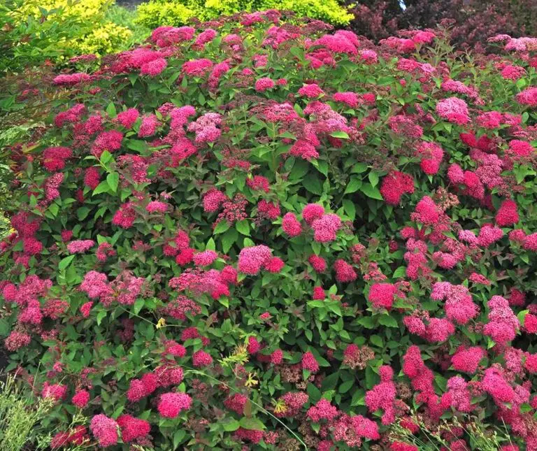 Double Play Doozie Spirea