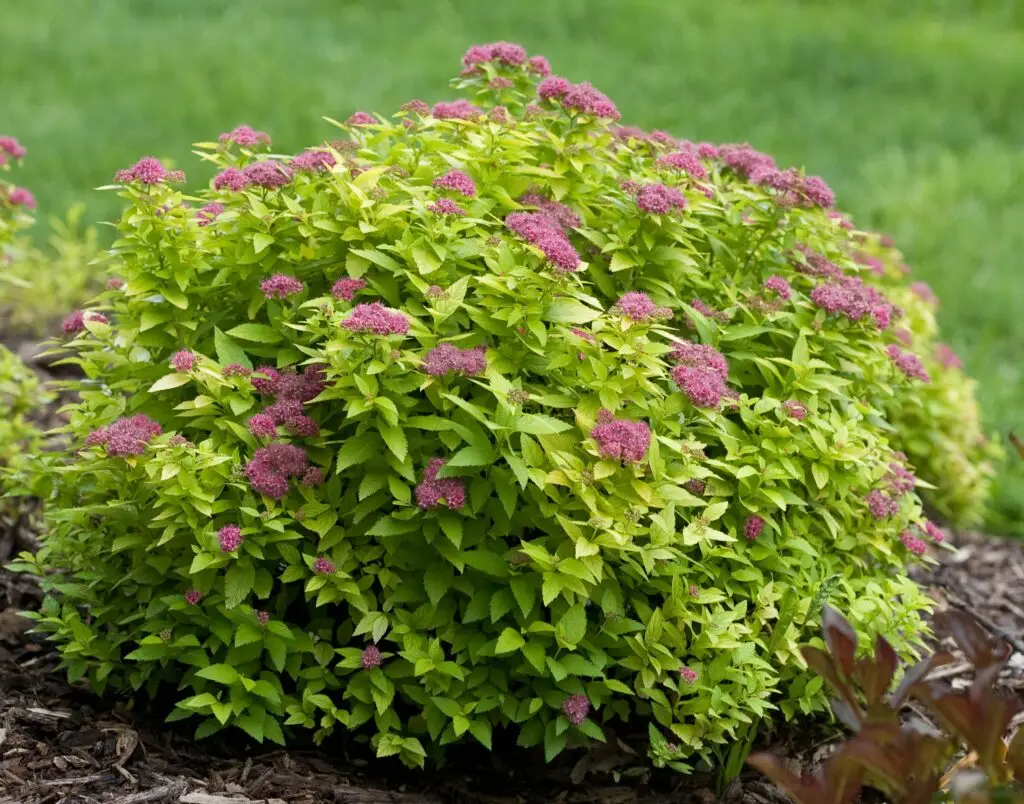 Double Play Gold Spirea