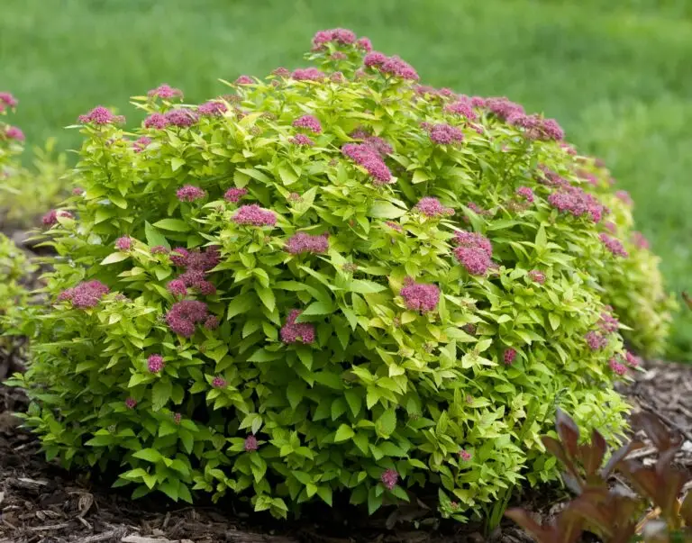 Double Play Gold Spirea