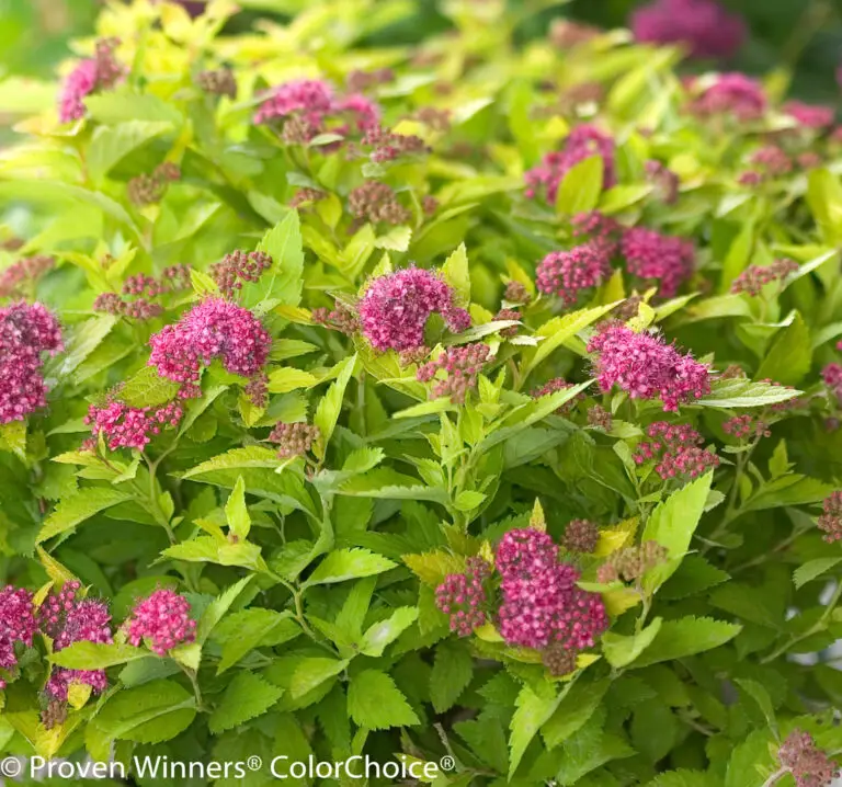 Double Play Gold Spirea