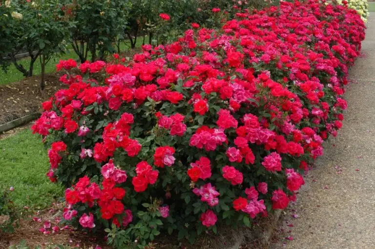 Double Red Knock Out Rose