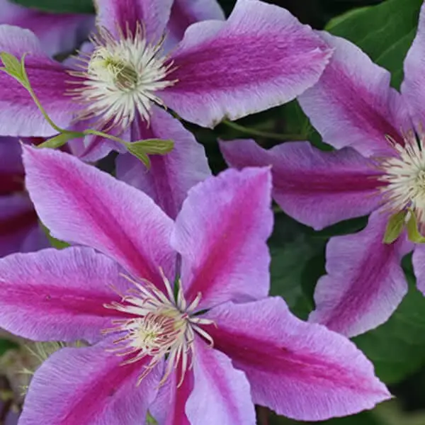 Clematis Dr Ruppel