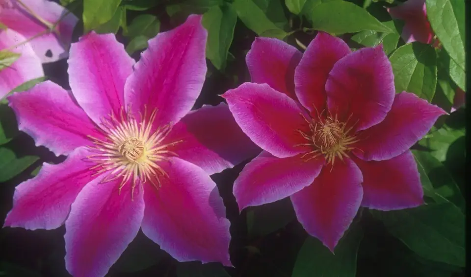 Clematis Dr Ruppel
