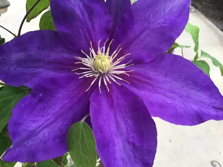 Clematis Duchess of Cornwall