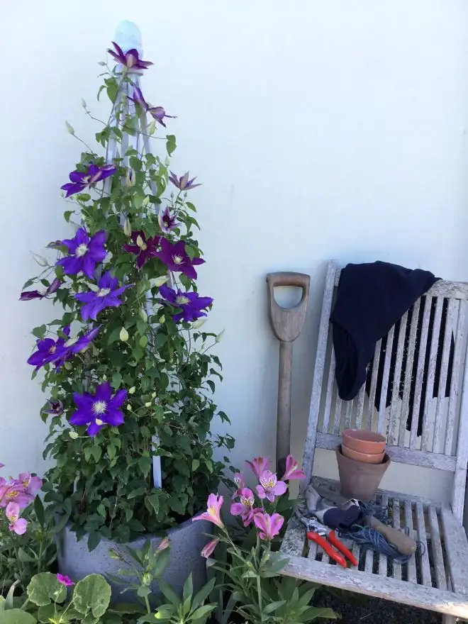 Clematis Duchess of Cornwall