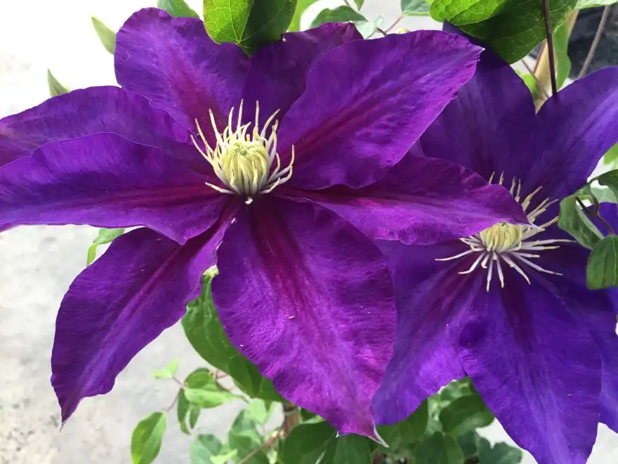 Clematis Duchess of Cornwall
