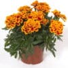 marigold Durango Bee