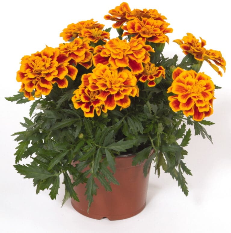 Durango Bee