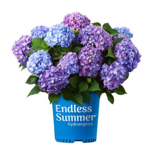 Endless Summer Hydrangeas