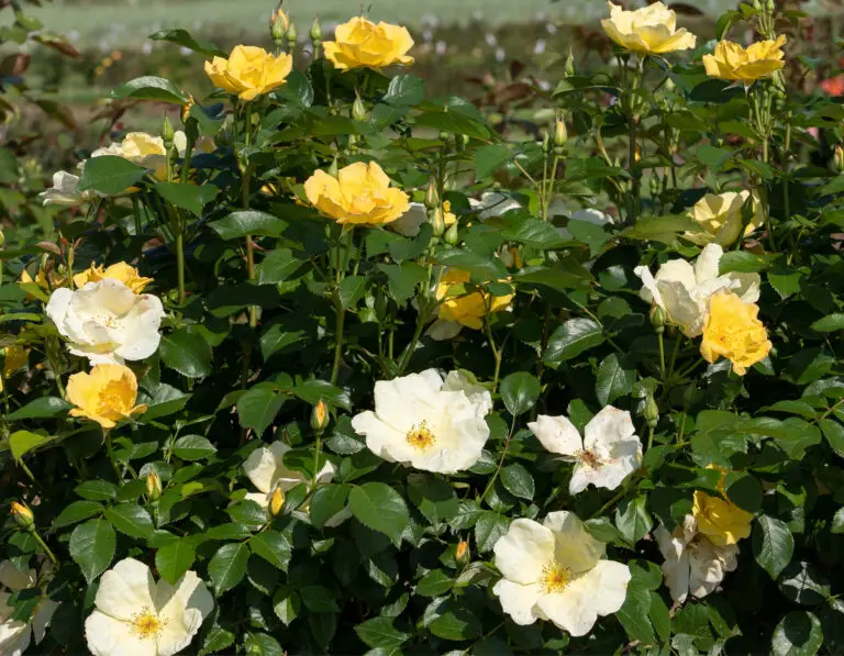Easy Bree-zy Knockout Rose