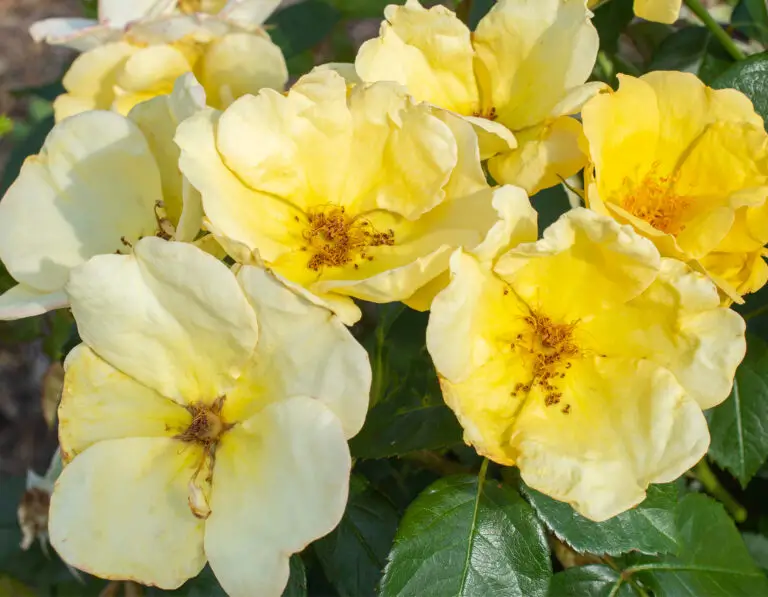 Easy Bree-zy Knockout Rose