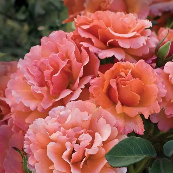 Easy Does It Easy-to-love Rose bush