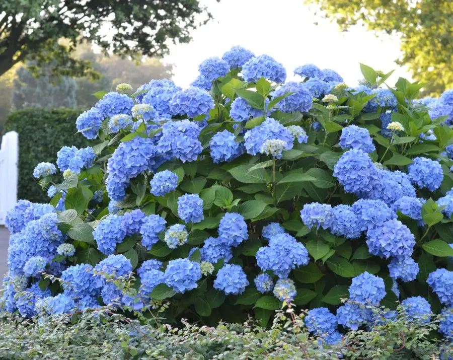 Endless Summer Original Hydrangea