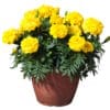 marigold Endurance Yellow