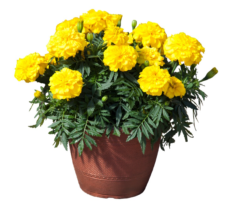 marigold Endurance Yellow