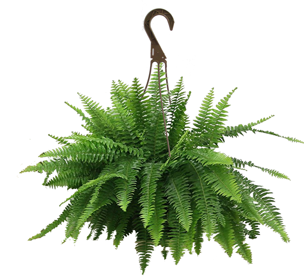 Boston Fern Hanging Basket