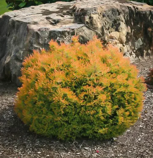 Orange-bronze foliage of Fire Chief Arborvitae plant