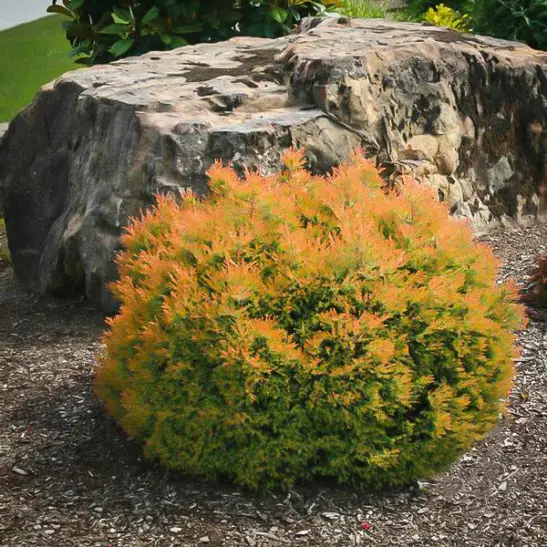 Orange-bronze foliage of Fire Chief Arborvitae plant