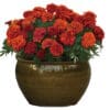 marigold fireball