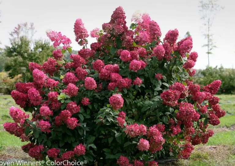 Fire Light Hydrangea