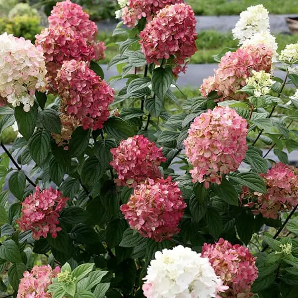 Fire Light Hydrangea