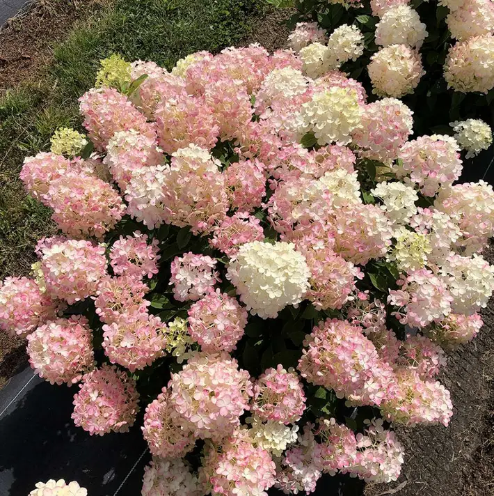 Fire Light Tidbit Hydrangea