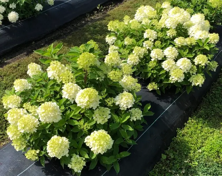 Fire Light Tidbit Hydrangea