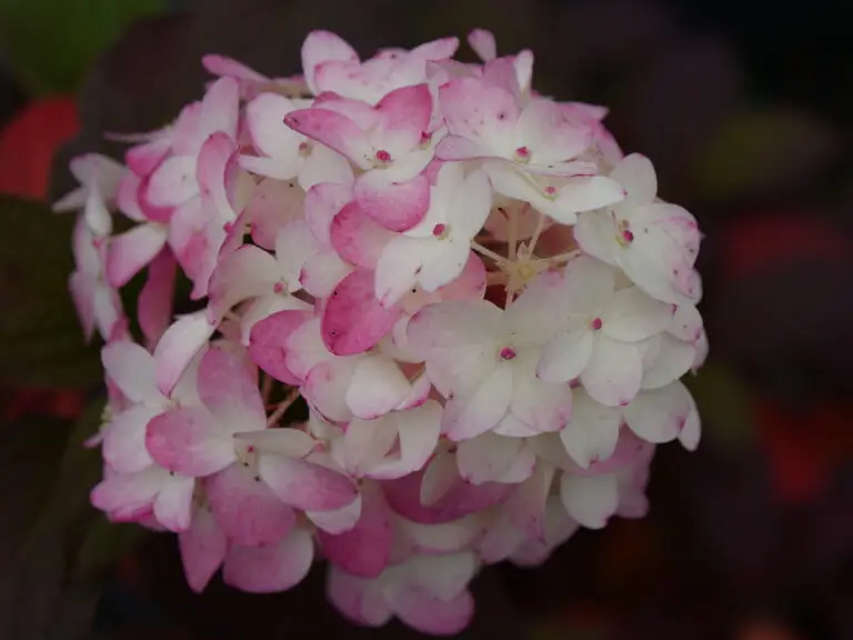 Fire Light Tidbit Hydrangea