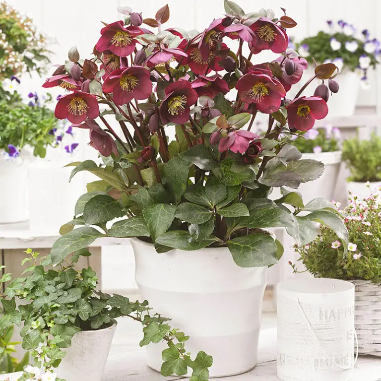 Helleborus Anna's Red