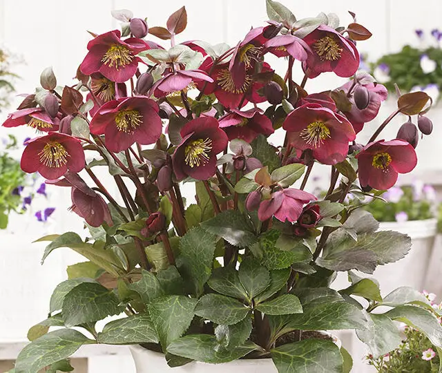 Helleborus Anna's Red Plant