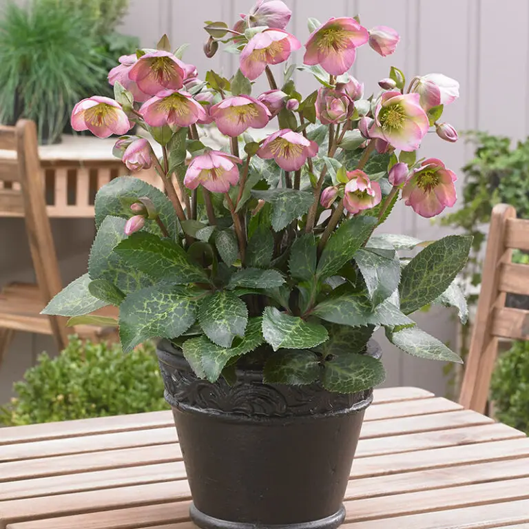 Helleborus Dorothy's Dawn