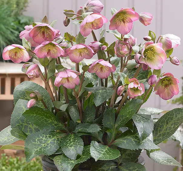 Helleborus Dorothy's Dawn Plant