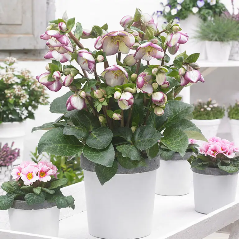Helleborus Glenda's Gloss