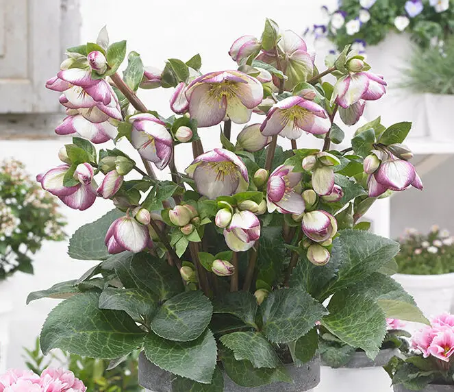 Helleborus Glenda's Gloss Plant