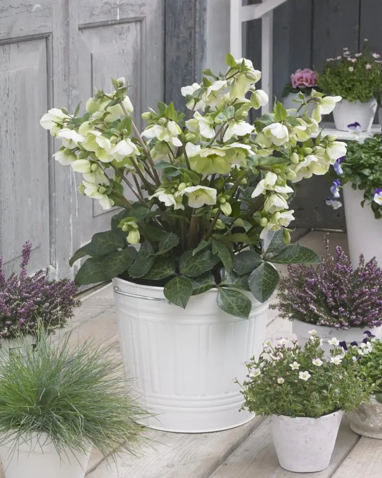 Helleborus Molly's White