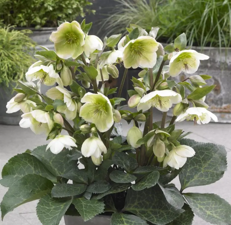 Helleborus Molly's White