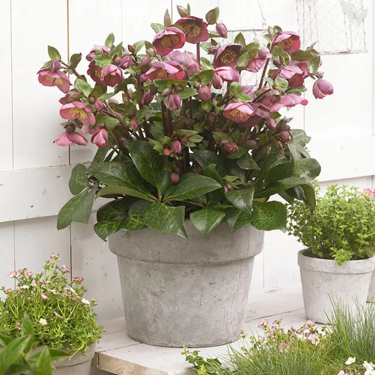 Helleborus Penny's Pink