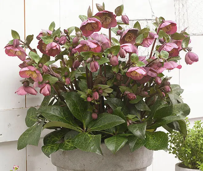 Helleborus Penny's Pink Plant