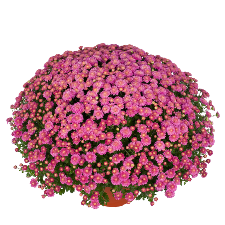 Nikki Pink Bicolor