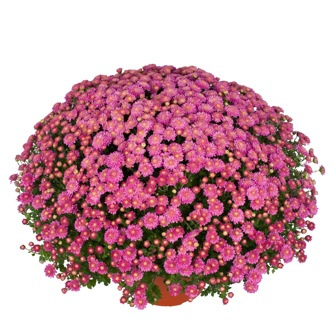 pink fall mum